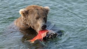 temp_image_1790596265.685413 Fat Bear Week: The Ultimate Battle of the Bulk at Katmai National Park