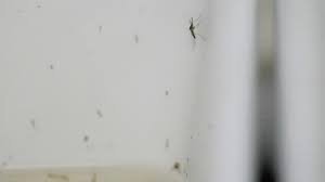 temp_image_1792494883.926606 West Nile Virus Alert: Europe Faces Record-Breaking Season